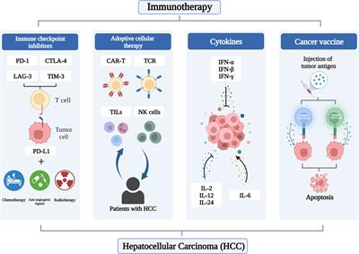 Immunotherapy of hepatocellular carcinoma: recent progress and new strategy